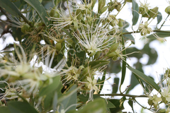 Maerua oblongifolia